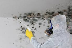 Best Crawl Space Mold Remediation  in Wood Dale, IL